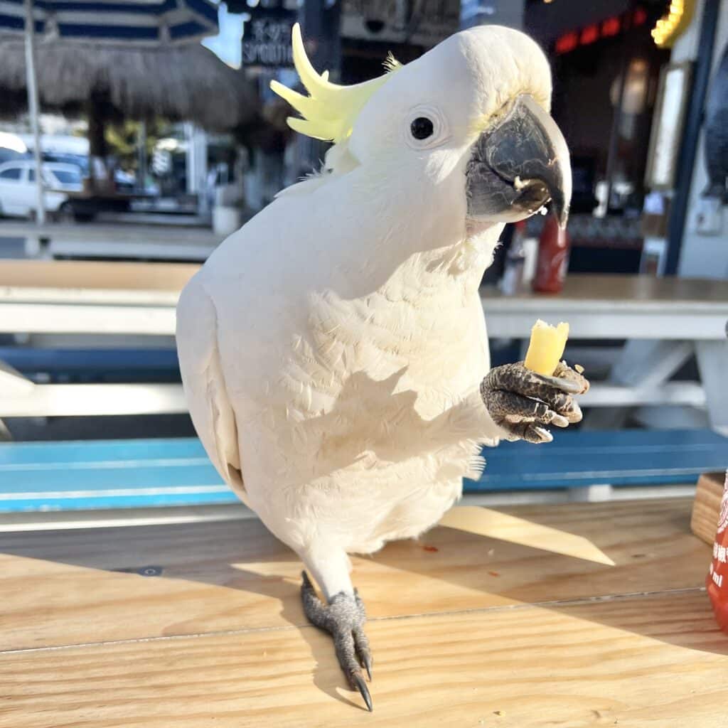 Cockatoo eating a chip.