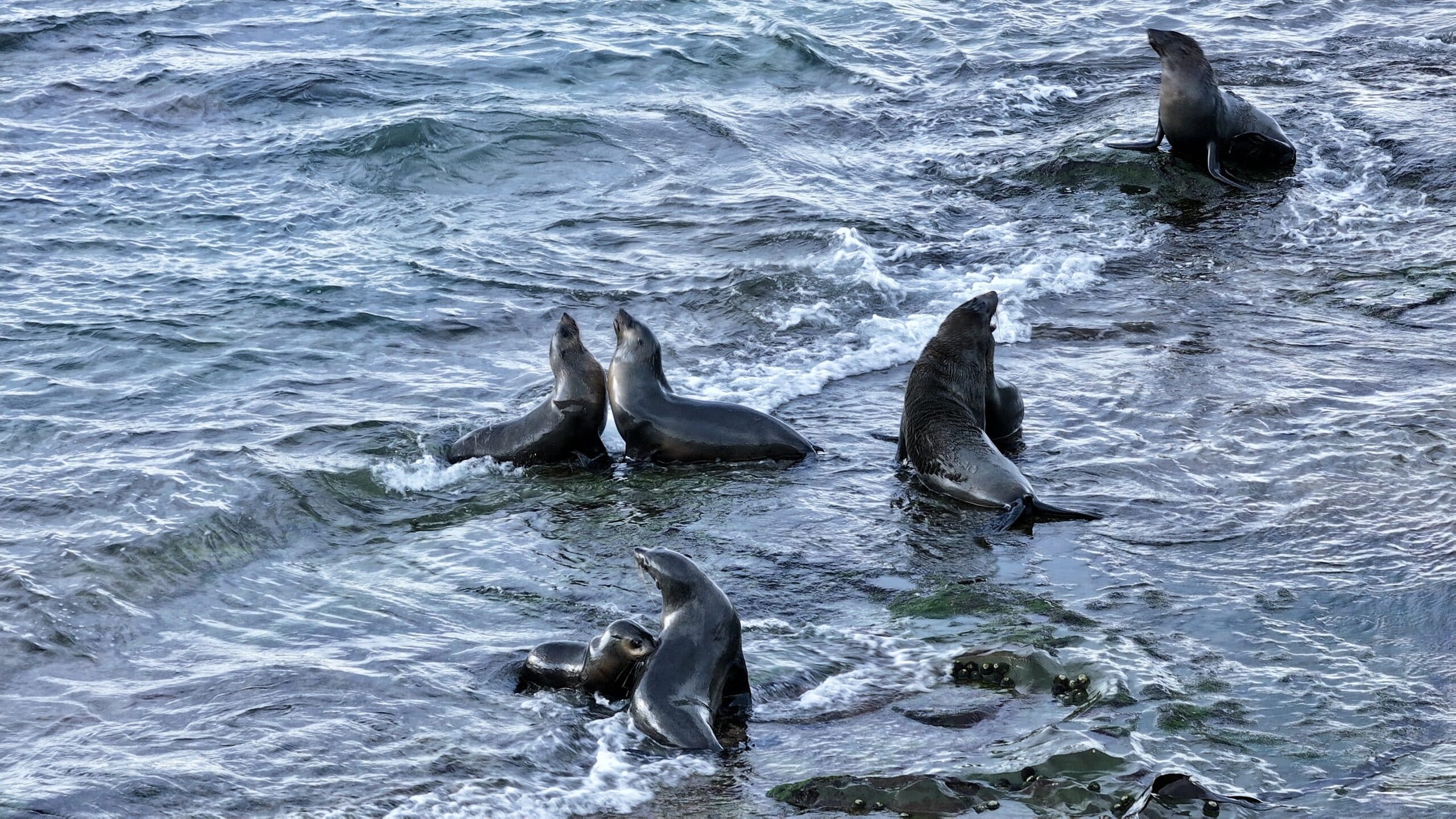 Fur seals playing on reef at Marengo Point Victoria with animated poses in ocean waves.